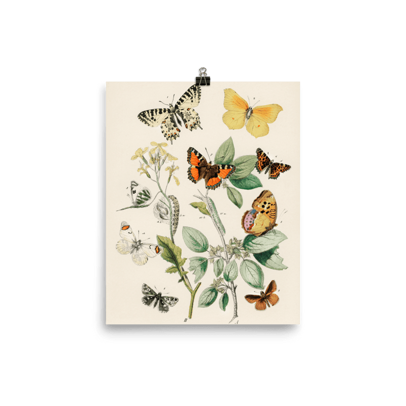 Illustrations from the book of European Butterflies and Moths Illustrations from the book of European Butterflies and Moths
