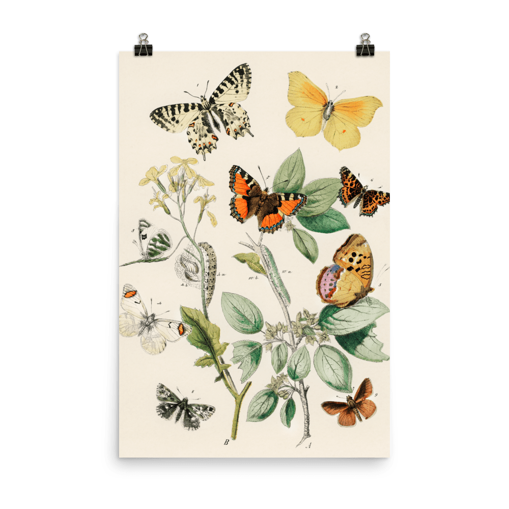 illustrations-from-the-book-of