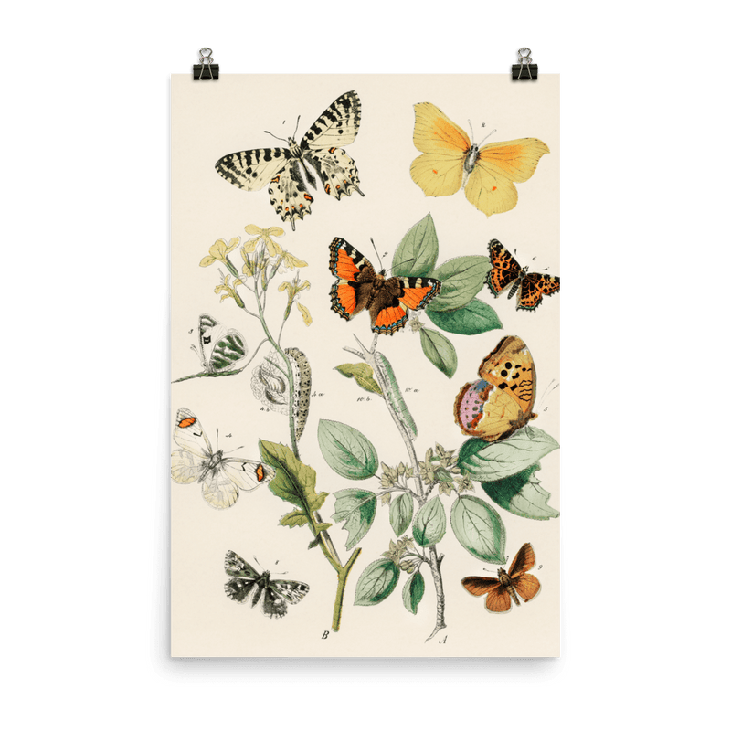 "Illustrations from the book of European Butterflies and Moths" Art Print - Lone Fox