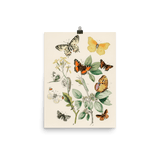 "Illustrations from the book of European Butterflies and Moths" Art Print - Lone Fox