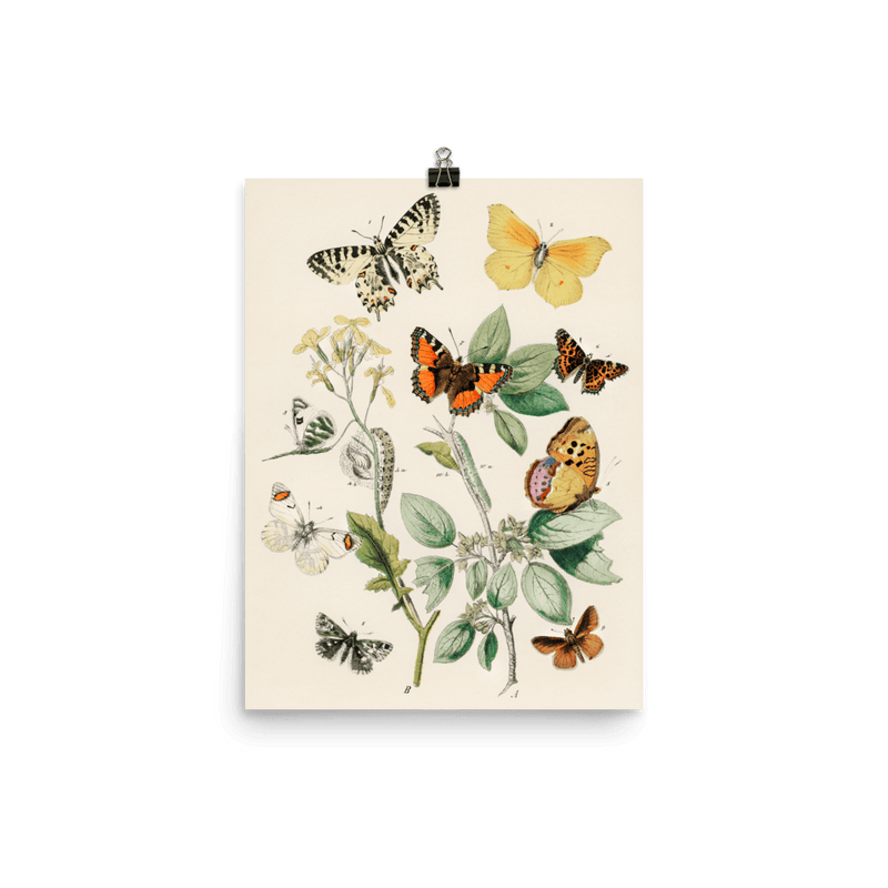 "Illustrations from the book of European Butterflies and Moths" Art Print - Lone Fox