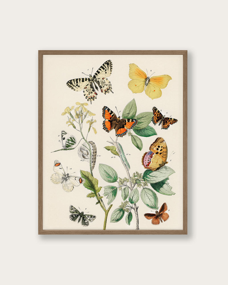 "Illustrations from the book of European Butterflies and Moths" Art Print - Lone Fox