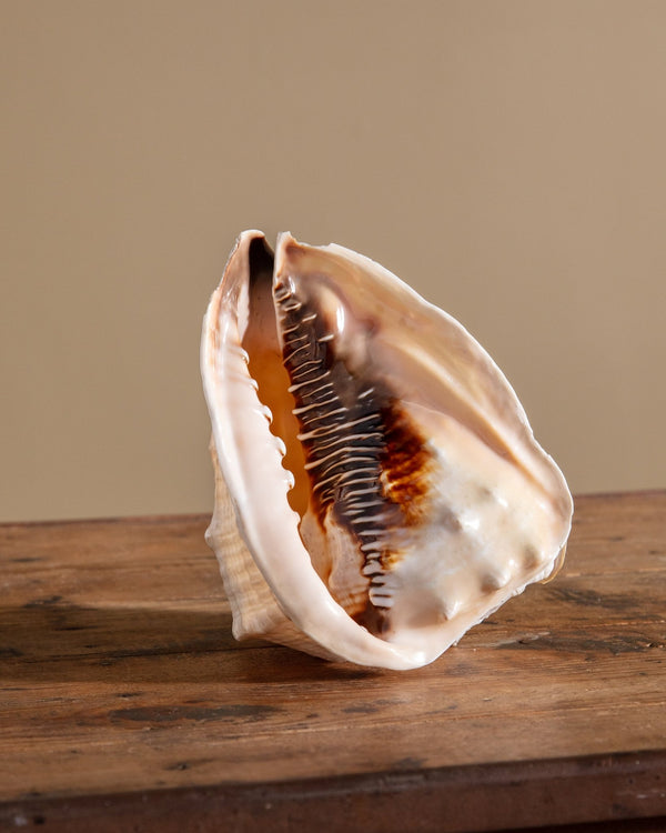 Large Queen Helmet Shell - Lone Fox