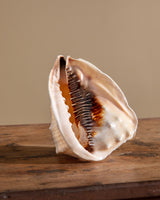 Large Queen Helmet Shell - Lone Fox