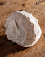 Large Queen Helmet Shell - Lone Fox