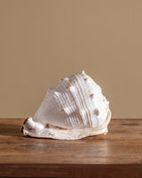 Large Queen Helmet Shell - Lone Fox