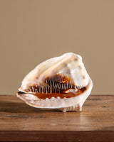 Large Queen Helmet Shell - Lone Fox