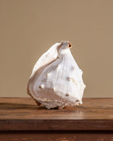 Large Queen Helmet Shell - Lone Fox