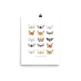 Moths Art Print - Lone Fox