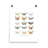 Moths Art Print - Lone Fox