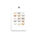 Moths Art Print - Lone Fox