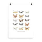 Moths Art Print - Lone Fox