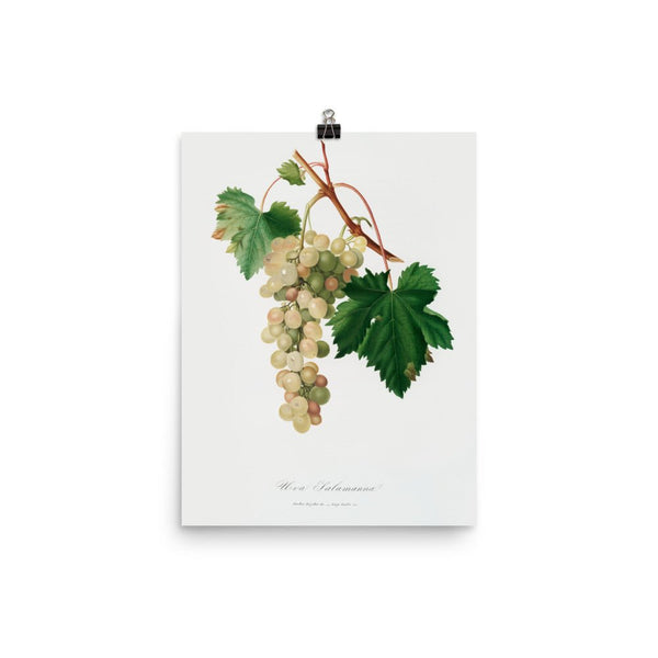 "Muscat grape" Art Print - Lone Fox