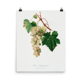 "Muscat grape" Art Print - Lone Fox