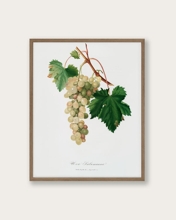 "Muscat grape" Art Print - Lone Fox