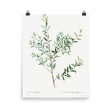 "Olive Branch" Art Print - Lone Fox