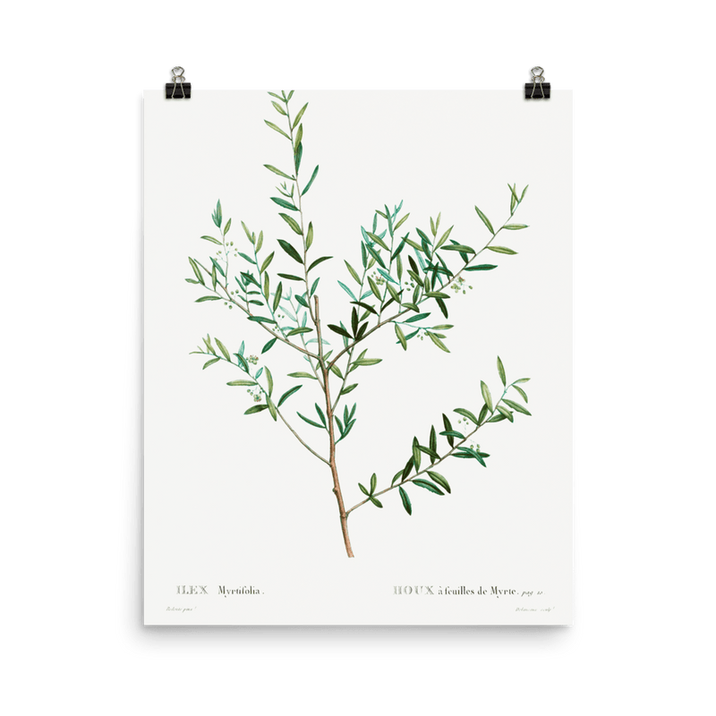 "Olive Branch" Art Print - Lone Fox