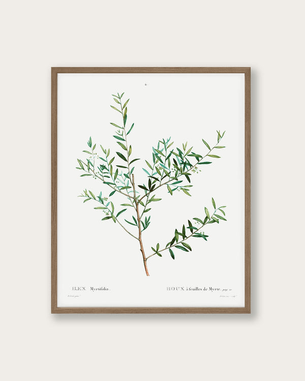 "Olive Branch" Art Print - Lone Fox