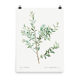 "Olive Branch" Art Print - Lone Fox