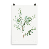 "Olive Branch" Art Print - Lone Fox