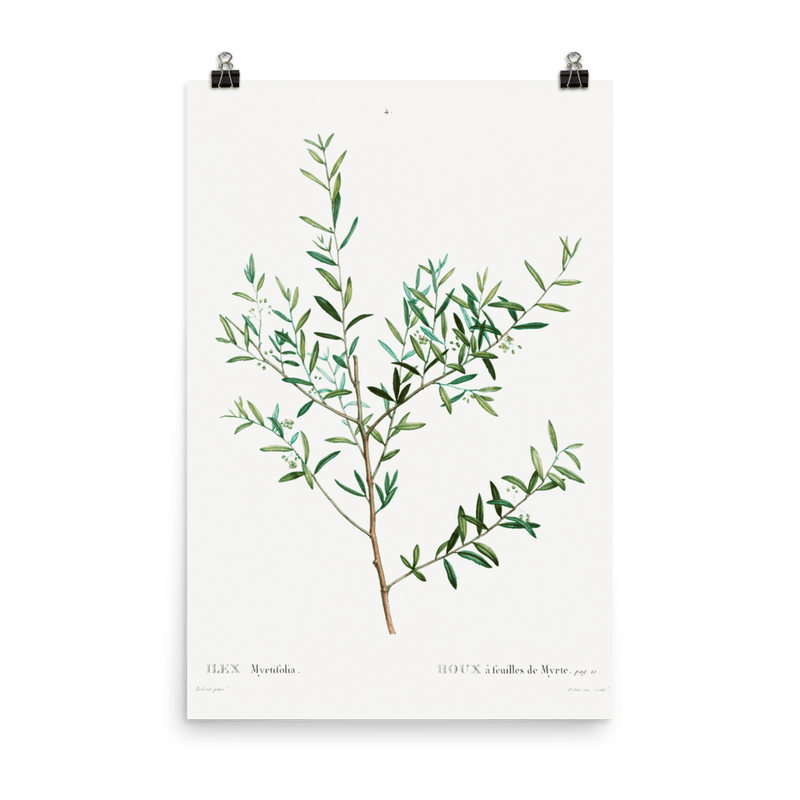 "Olive Branch" Art Print - Lone Fox