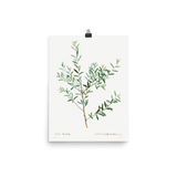 "Olive Branch" Art Print - Lone Fox