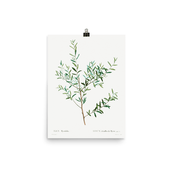 "Olive Branch" Art Print - Lone Fox