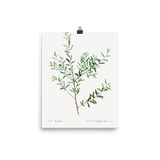 "Olive Branch" Art Print - Lone Fox