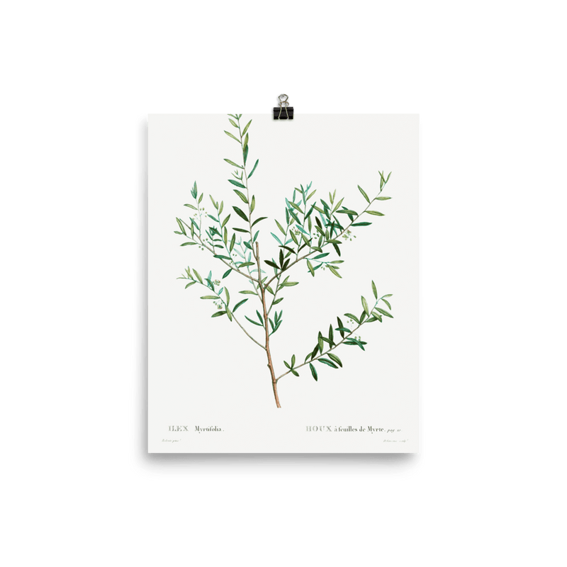 "Olive Branch" Art Print - Lone Fox