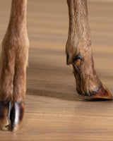 Pair of Deer Hoof Stools, France, 1940's - Lone Fox
