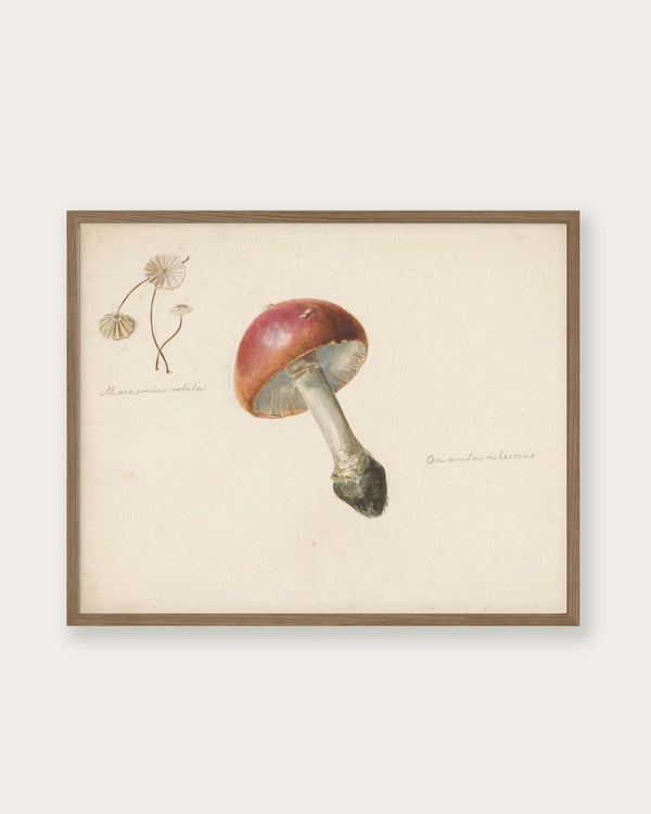 "Red Mushroom" Art Print - Lone Fox