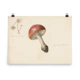 "Red Mushroom" Art Print - Lone Fox