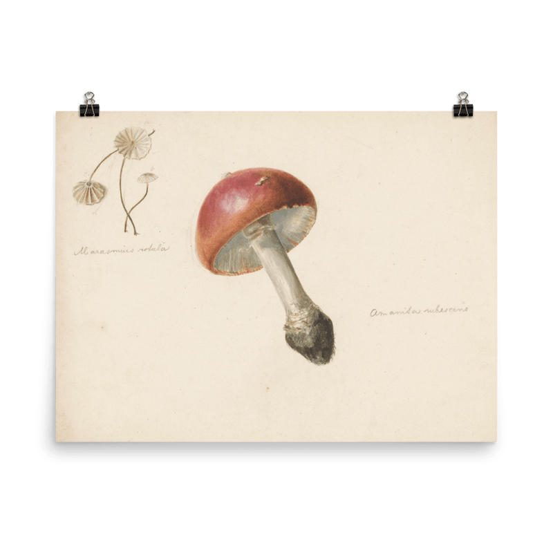 "Red Mushroom" Art Print - Lone Fox