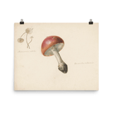 "Red Mushroom" Art Print - Lone Fox