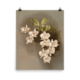 "Reichenbachia Orchids" Art Print - Lone Fox