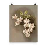 "Reichenbachia Orchids" Art Print - Lone Fox