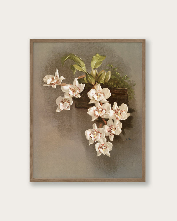 "Reichenbachia Orchids" Art Print - Lone Fox