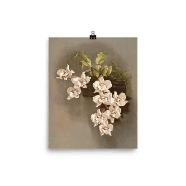 "Reichenbachia Orchids" Art Print - Lone Fox