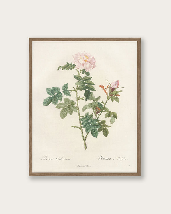 "Rose of 1817" Art Print - Lone Fox