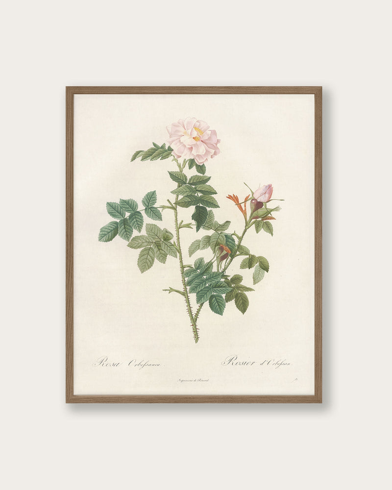 "Rose of 1817" Art Print - Lone Fox