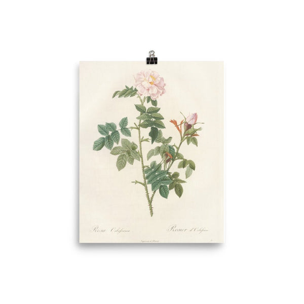 "Rose of 1817" Art Print - Lone Fox