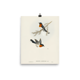 "White - bellied Flycatcher" Art Print - Lone Fox