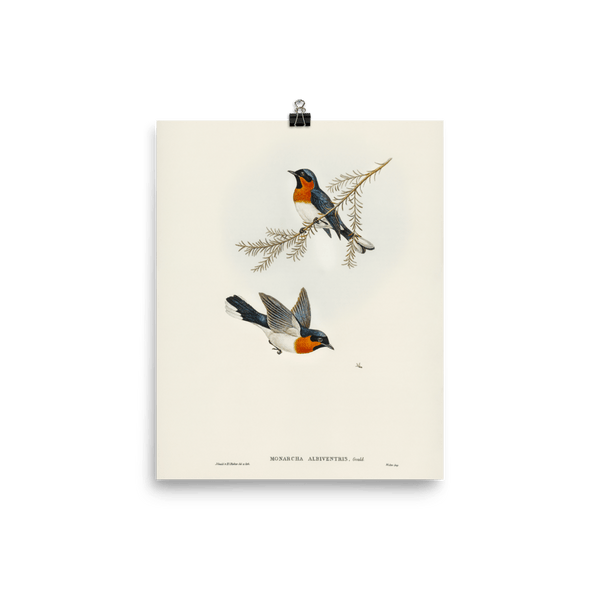 "White - bellied Flycatcher" Art Print - Lone Fox