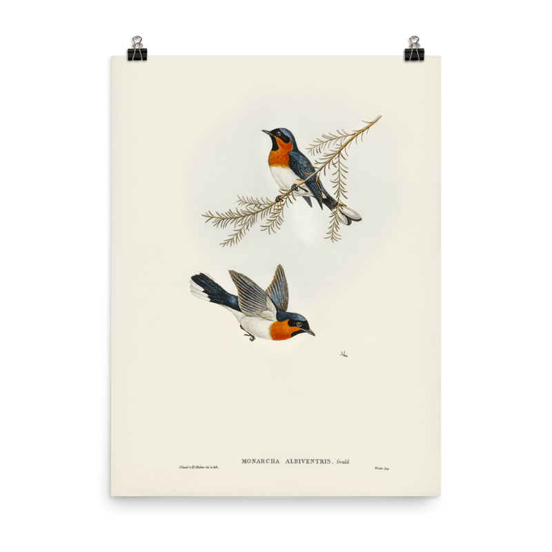 "White - bellied Flycatcher" Art Print - Lone Fox