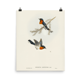 "White - bellied Flycatcher" Art Print - Lone Fox