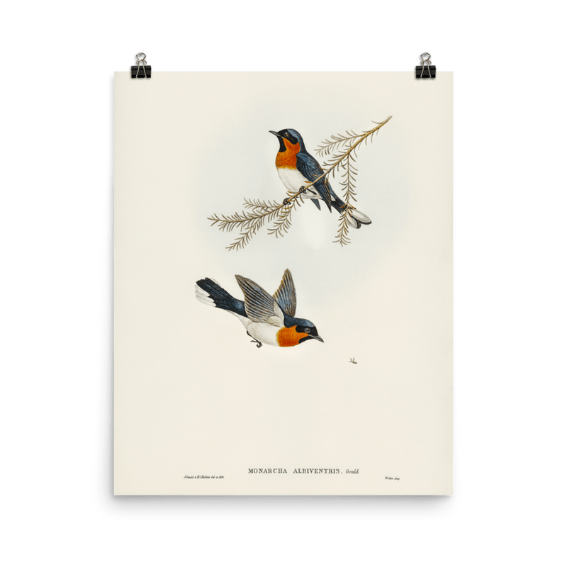 "White - bellied Flycatcher" Art Print - Lone Fox