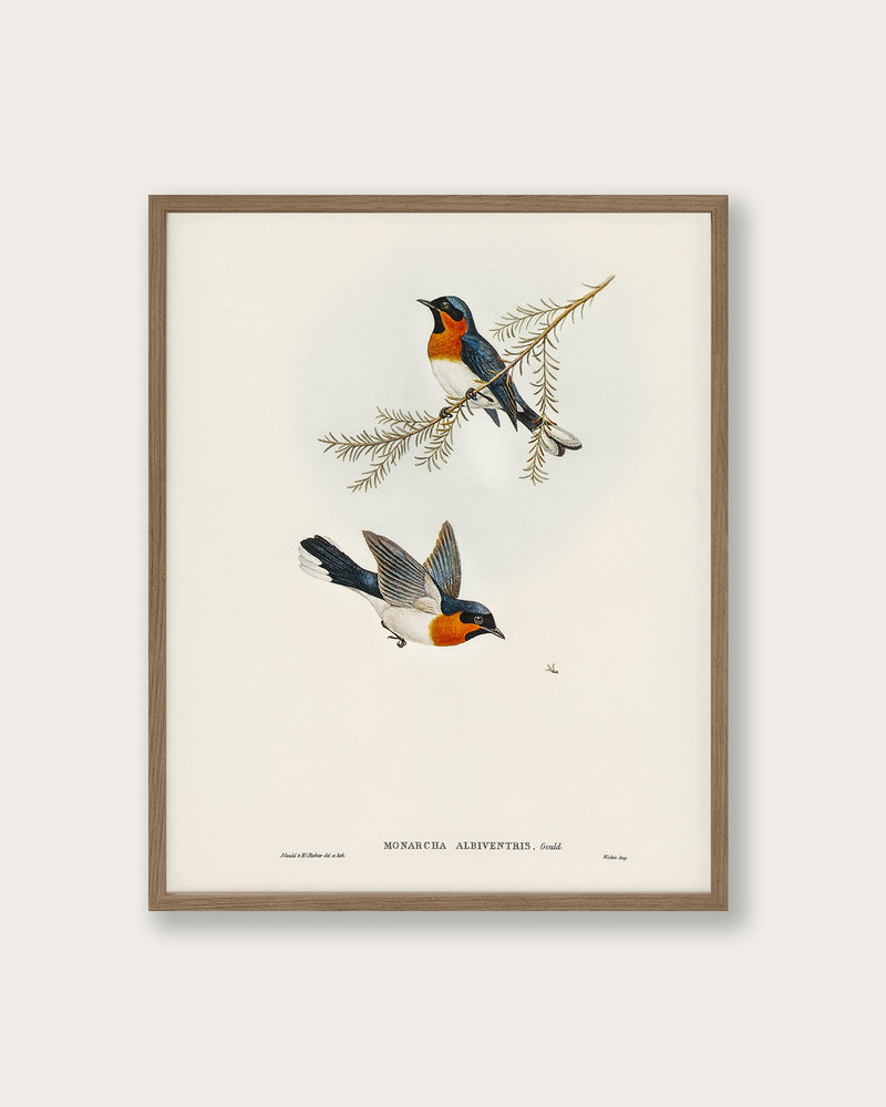 "White - bellied Flycatcher" Art Print - Lone Fox