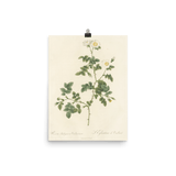 "White Flowers" Art Print - Lone Fox
