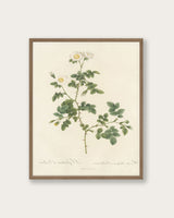 "White Flowers" Art Print - Lone Fox