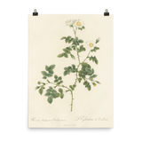 "White Flowers" Art Print - Lone Fox